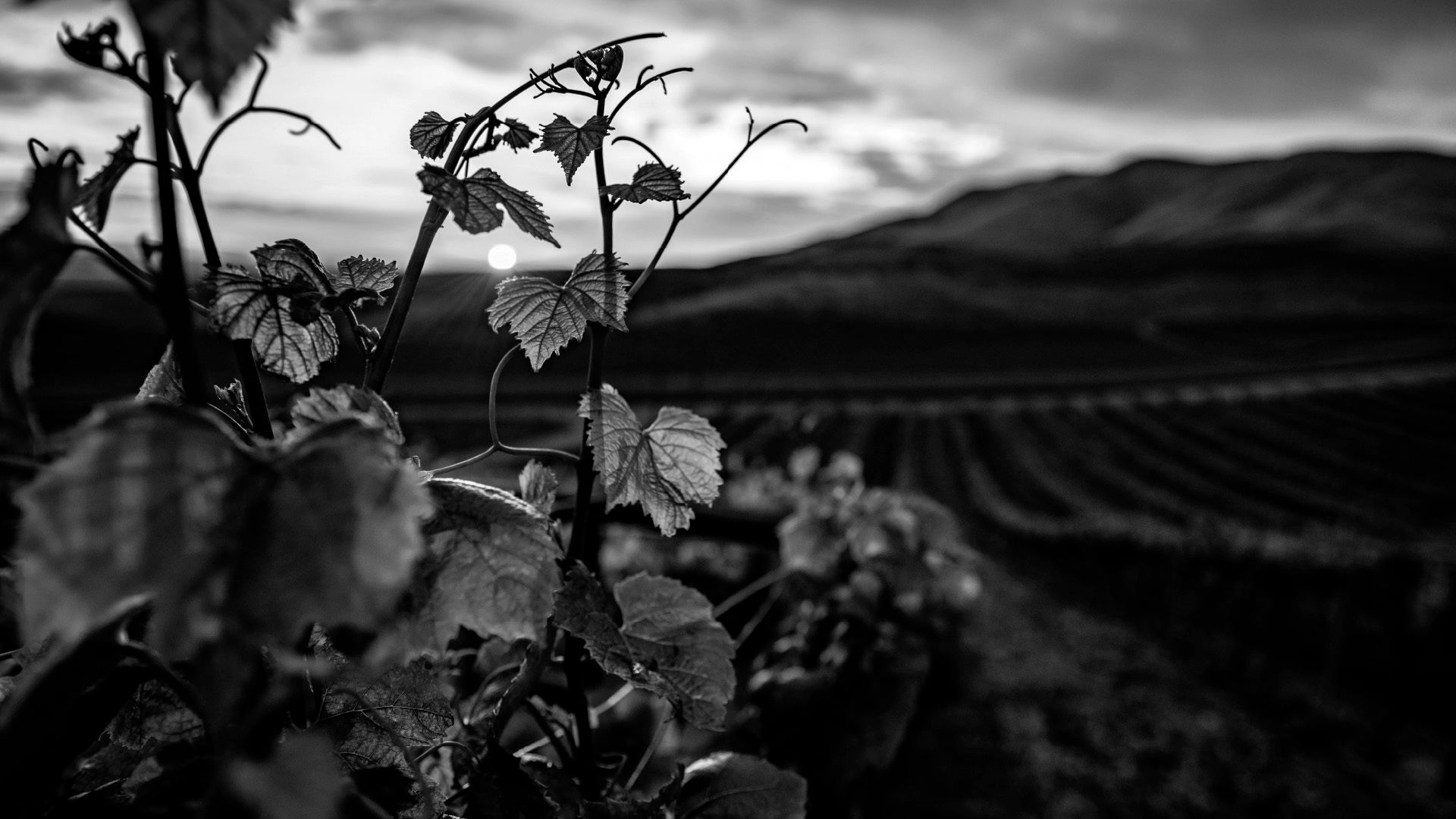 Lazzara Vineyards — fotografia e branding vino Libero